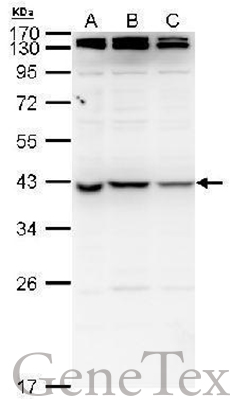 nm23-H7 antibody