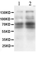 CD62L antibody