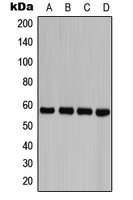 Caspase 8 (phospho Tyr380) antibody