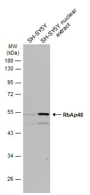 RbAp48 antibody [C1C3]