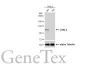 LOXL2 antibody