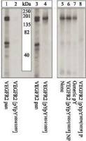 VEGF Receptor 2 (phospho Tyr1054) antibody