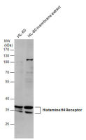Histamine H4 Receptor antibody