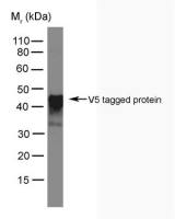 V5 tag antibody [SV5-Pk4]