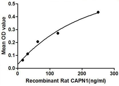 Rat Calpain 1 protein, His tag