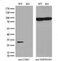 CDK5 antibody [2H6]