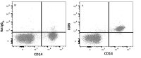 CCR8 antibody [4G19]