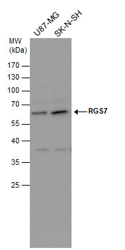 RGS7 antibody