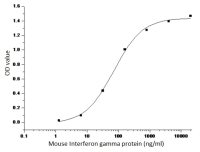 Mouse Interferon gamma protein, human IgG1 Fc tag (active)