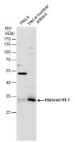 Histone H1.1 antibody