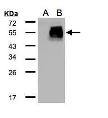 HIC5 antibody [N1], N-term
