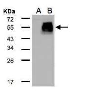 HIC5 antibody [N1], N-term