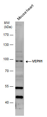 VEPH1 antibody