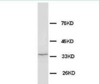 WDR83 antibody