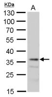 MRG15 antibody