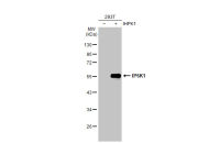 IP6K1 antibody
