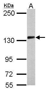 PCDH10 antibody [N1N2], N-term
