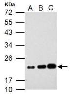 AICDA antibody