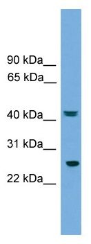 RAB35 antibody