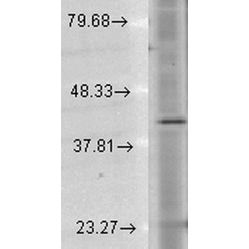 Rhodopsin antibody [1D4] (Biotin)