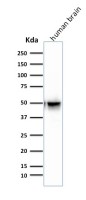 GFAP antibody [SPM507]