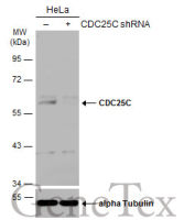 CDC25C antibody
