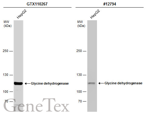 Glycine dehydrogenase antibody [N3C2-2], Internal