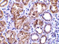 CTRP1 antibody