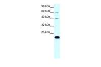 Claudin 23 antibody, C-term