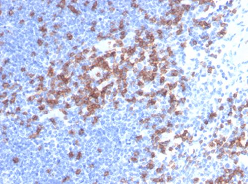 CD8 alpha antibody [C8/468]