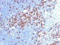 CD8 alpha antibody [C8/468]