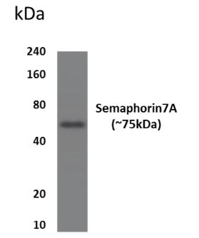 SEMA7A antibody [99D22]
