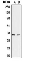 RNF113B antibody
