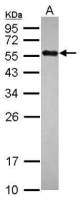 UBR7 antibody
