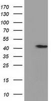 PRPSAP2 antibody [1E3]