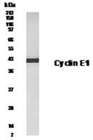 Cyclin E1 antibody
