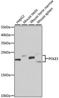DNA polymerase epsilon 3 antibody