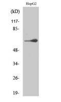 TESK2 antibody