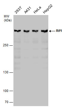 RIF1 antibody