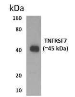 CD27 antibody [7H21]