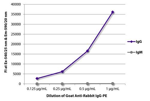 Goat Anti-Rabbit IgG (Heavy chain) antibody, pre-adsorbed (PE)