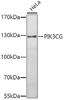 PI3 kinase p110 gamma antibody