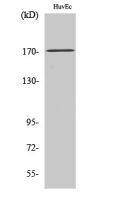 COL5A3 antibody