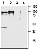 Orexin Receptor 2 antibody