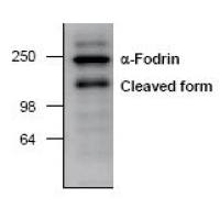 alpha Fodrin antibody