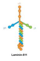Laminin 511 antibody [12D]