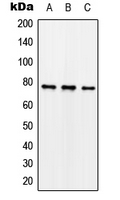 Synapsin I (phospho Ser62) antibody