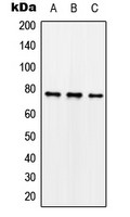 Synapsin I (phospho Ser62) antibody