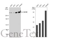 IGF2R antibody [GT1078]