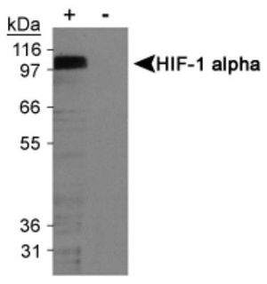 HIF1 alpha antibody [H1alpha67]